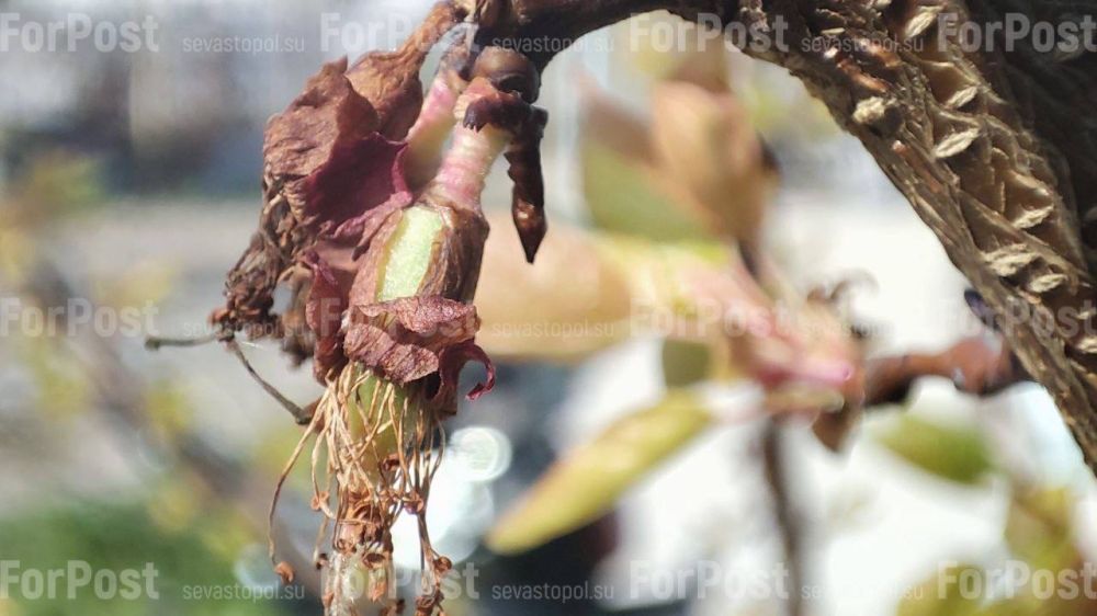 #���_�����. ����������� ����������