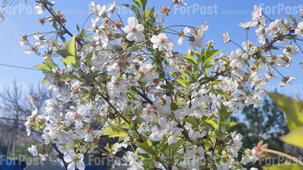 #���_�����. ����������� ����������