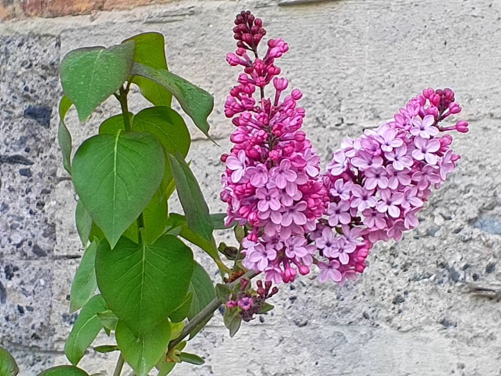 ������� ������ � ����� �� 20 ������