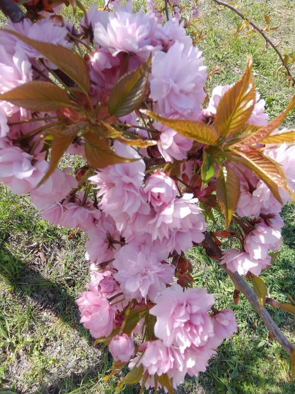 ������� ������ ������. � ����������� � ����������� ��� �������