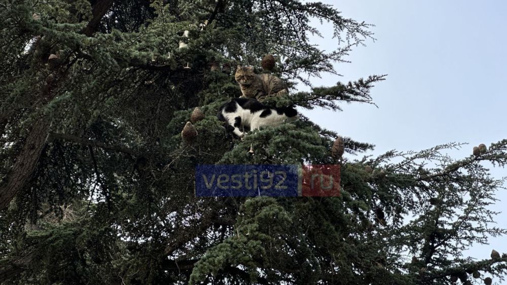 ������ ����, �����������! �����, �����...����� �����