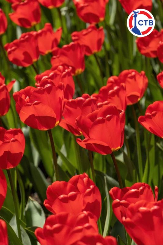 ����������� �������� � ������������ 80-� ��������� ������