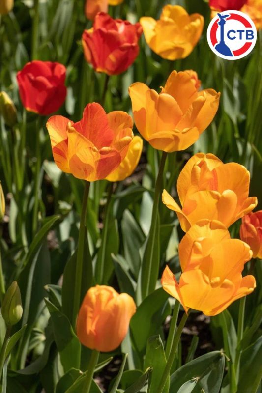 ����������� �������� � ������������ 80-� ��������� ������