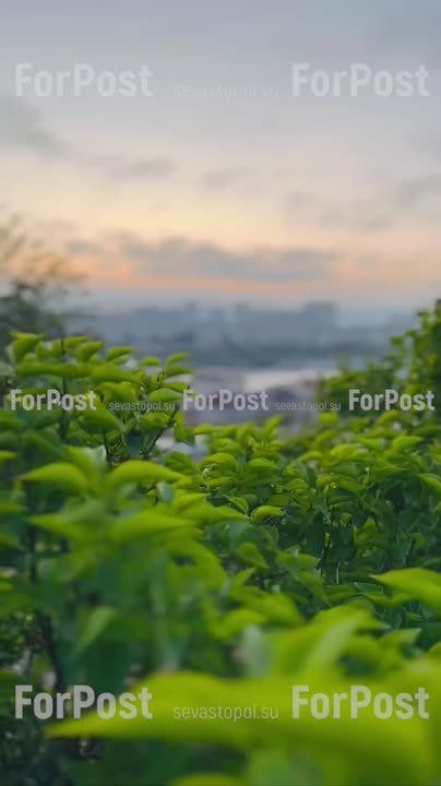 �������� ������ �� ������. ForPost