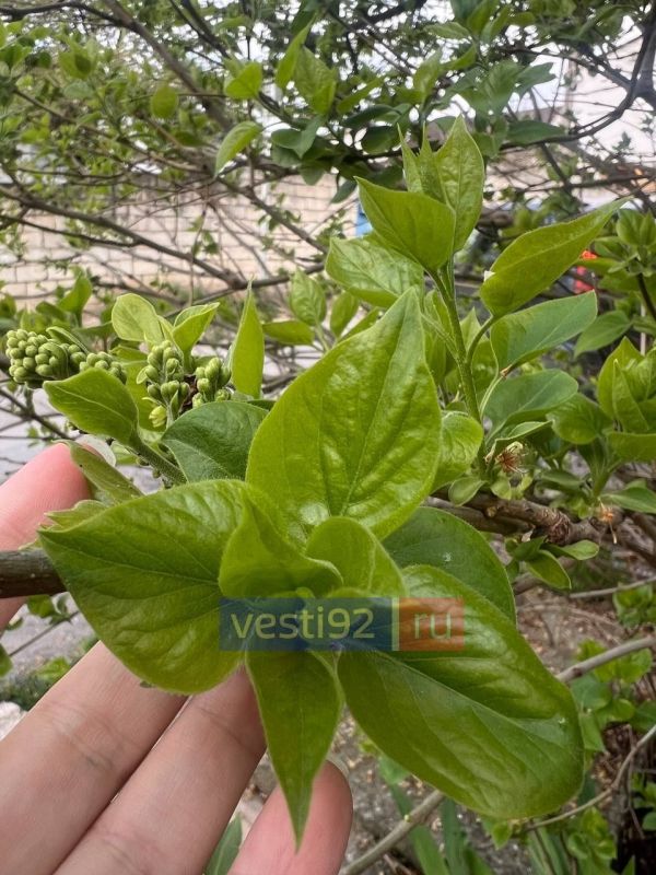 ������ ����,�����������!. ������������ ������� ������, ��-���������� �������� �������