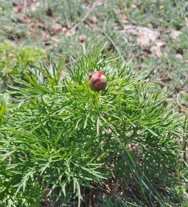 #��� �� ��������?. ����� ������, ��������� ������ ������� �������� � ������ ��������, ����� �������� "������ �������� ������"? ��������� ���������� ����� ��������� �� ���-������������