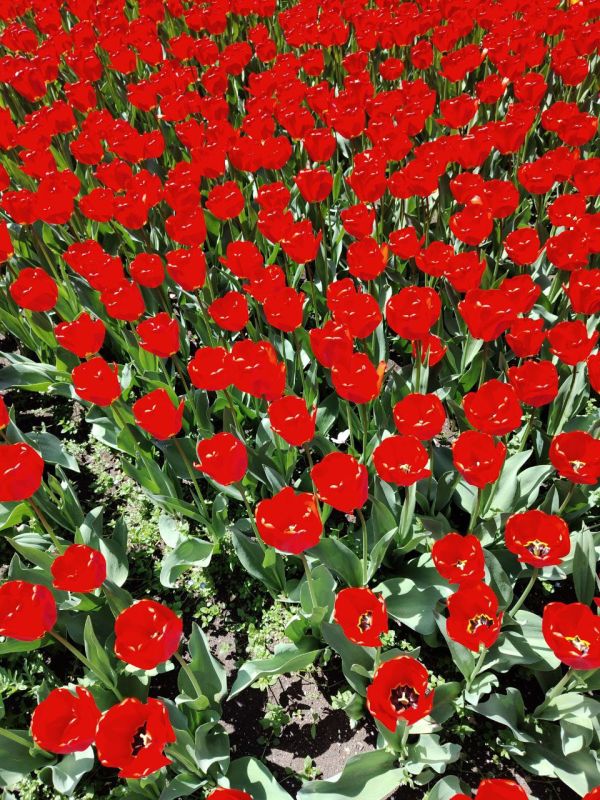 ������� ����. ���� ��� �������