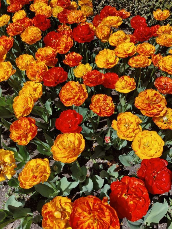 ������� ����. ���� ��� �������