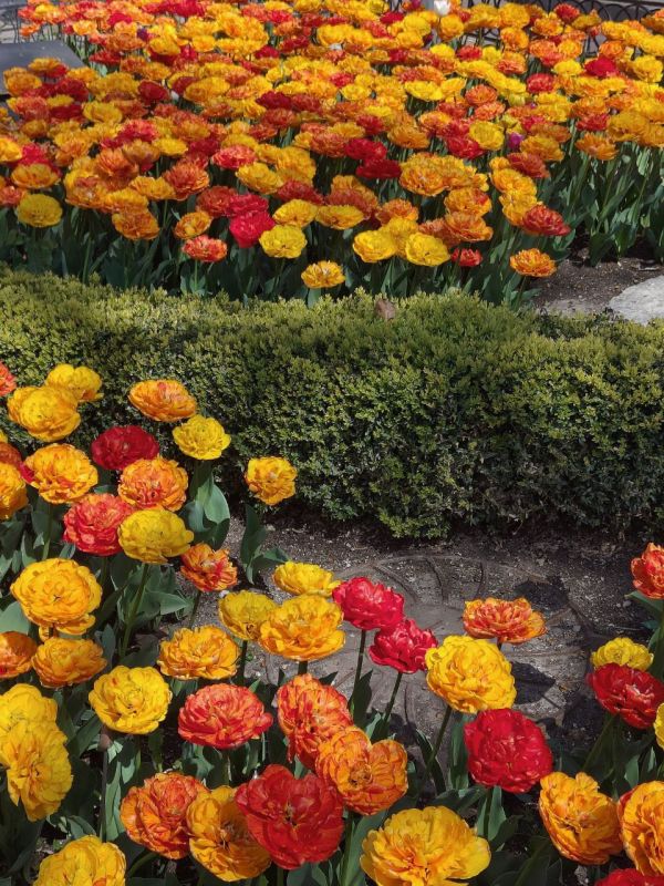 ������� ����. ���� ��� �������