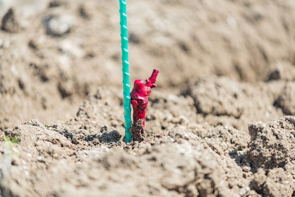 2,5 ���� ������ �������� ��������� � ������������ ����������� �� 10 ���