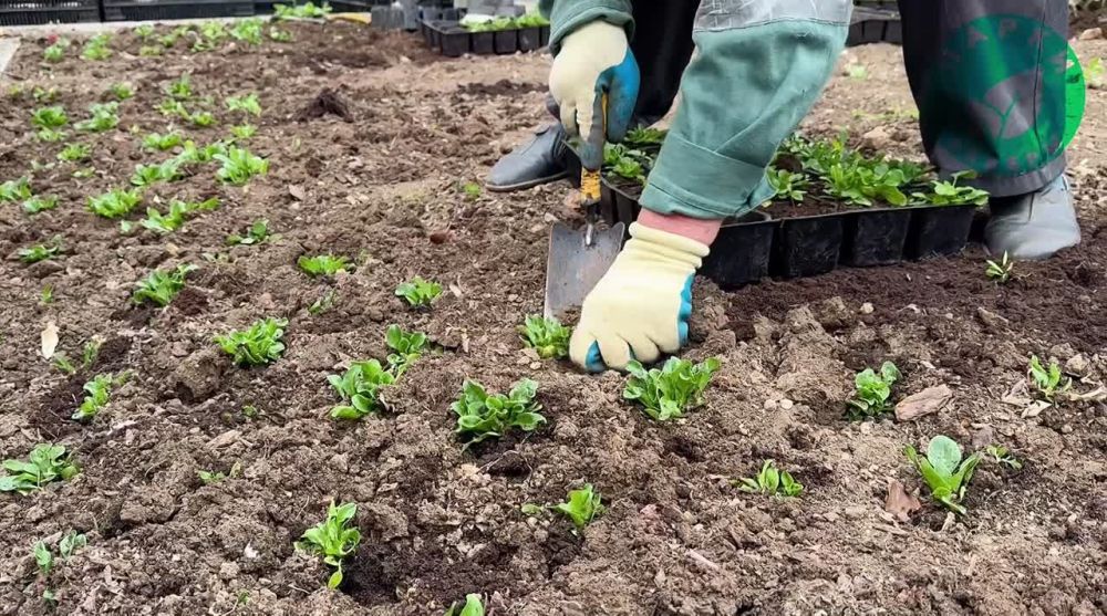 ������ �� ������� ������� �������� ������������