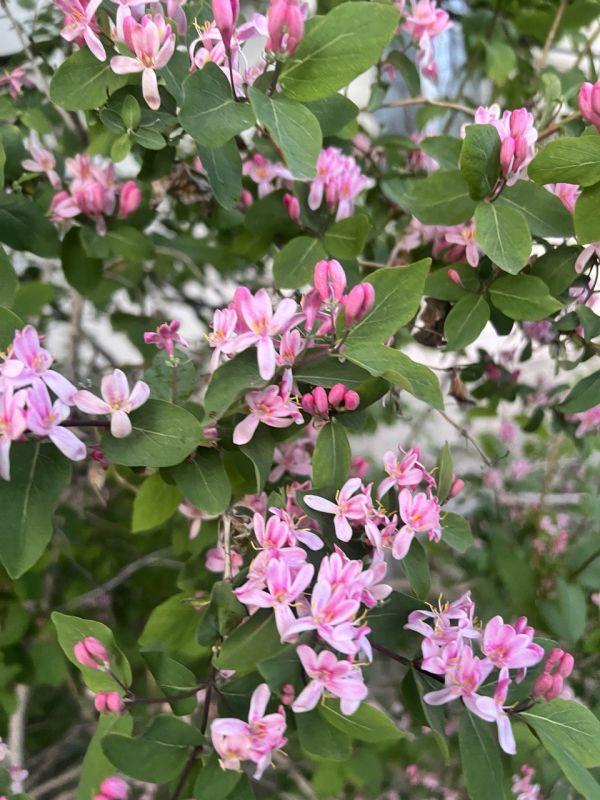 #��� �� ��������?. ������ ������-������������ � ���������� ����������-������ �������