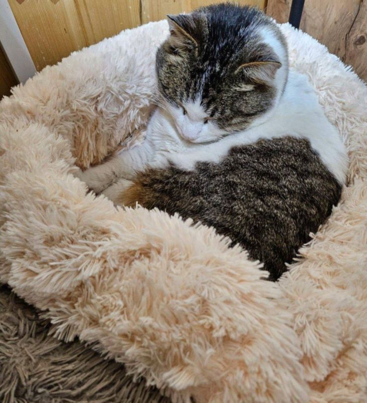 ����� ����, ������� ������� � ������ � ����� ����������� ������, ������ �������