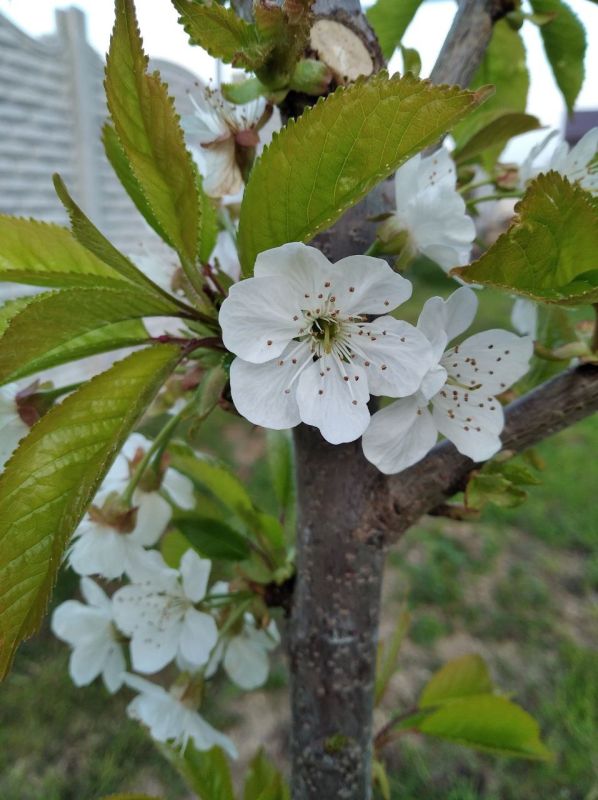 #��� ��� ������?. ����� �������� ���� �����, �������� �� ���� ����������� �������