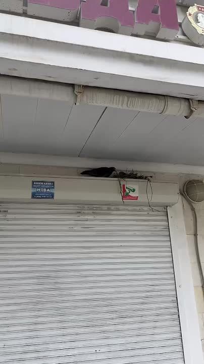 Весна повсюду: над дверью редакции КП-Севастополь поселилась голубиная семья