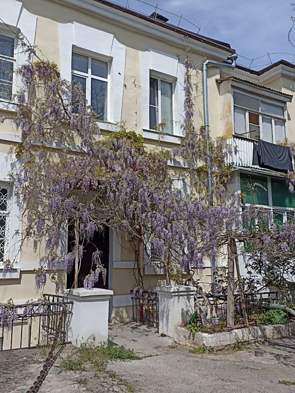 #Что это цветет?. Весна разыгралась не на шутку: с высоких арок и беседок струятся вниз пышные каскады душистых соцветий