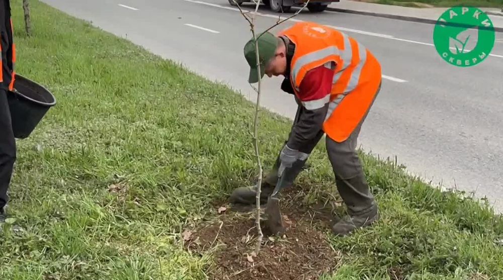 Молодые платаны высадили на проспекте Генерала Острякова