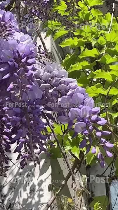 В Севастополе зацветает глициния