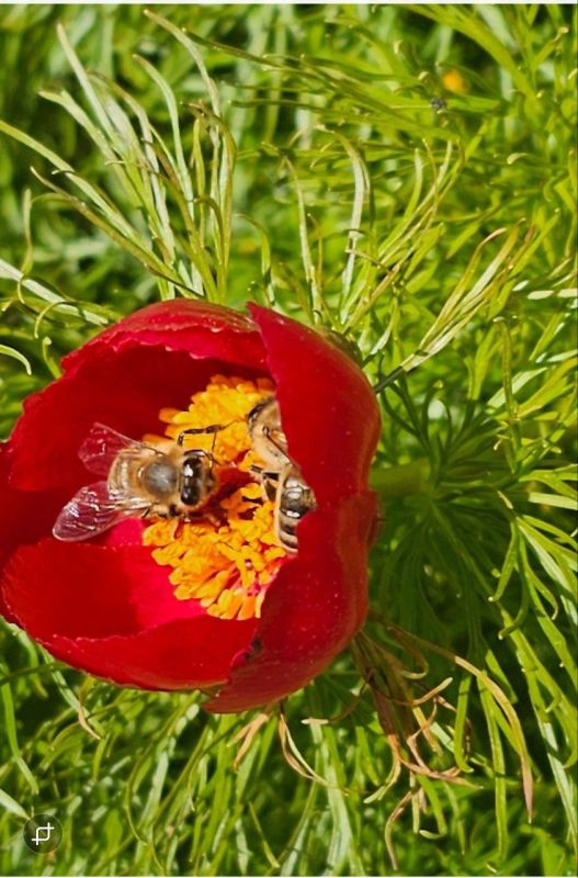 � ������ ����� �����������