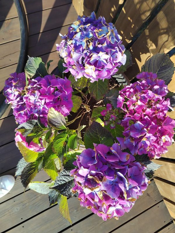 #��� ��� ������?. ������ ����, ��������� ����������� ����������