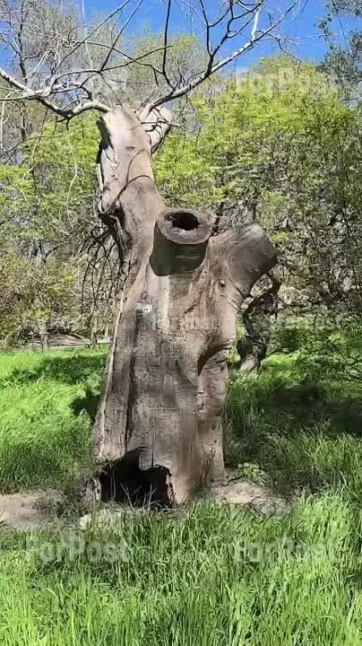      , ,  ,   Ը ,  