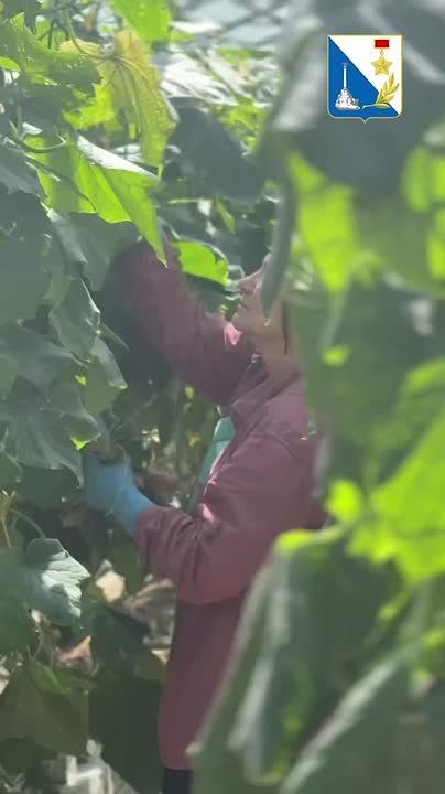 ������������� ����������� ������������ ��������� ���������