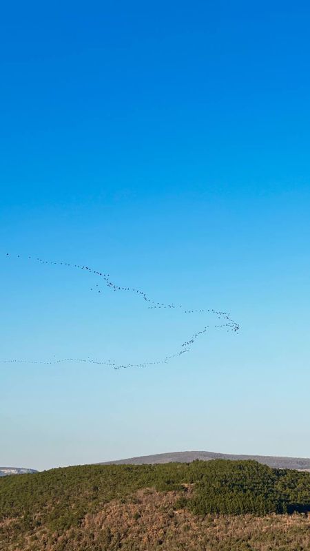 � ����������� ���������� ����������, ��� �������