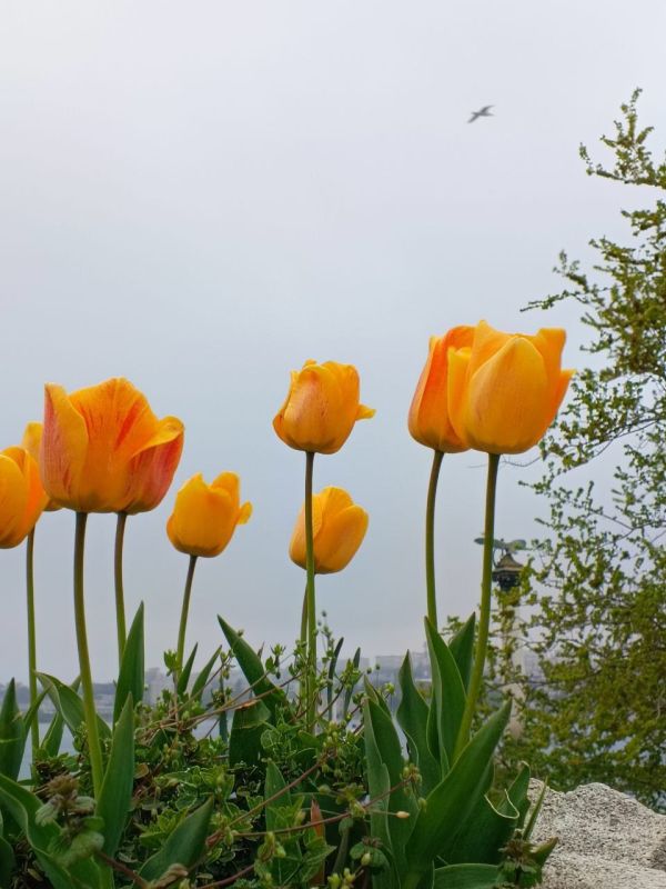 ������� �������� ����. � ����������� ��� �������