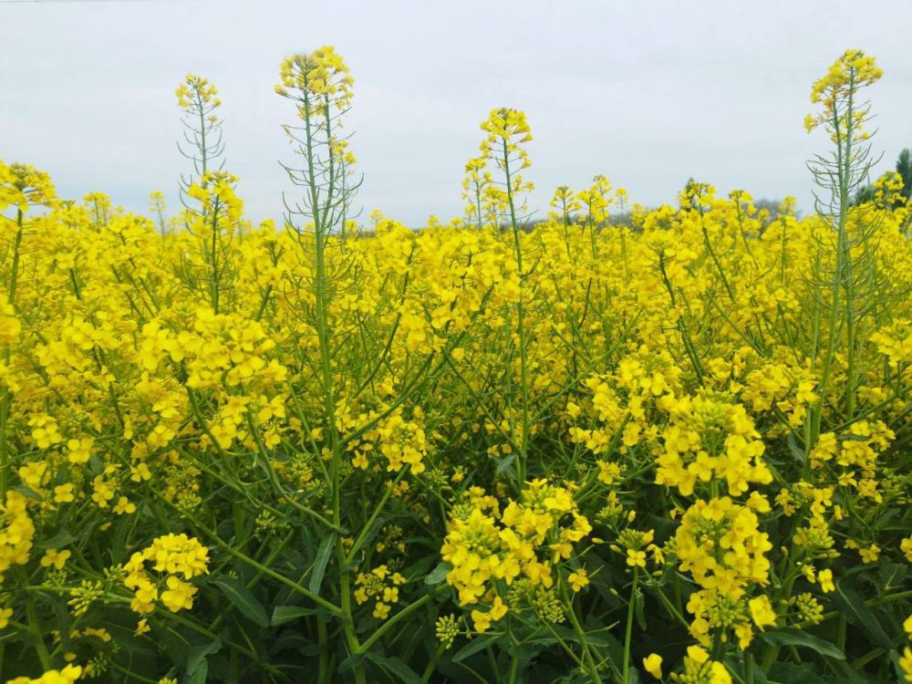 ������� ������ � ����� �� 2 ���