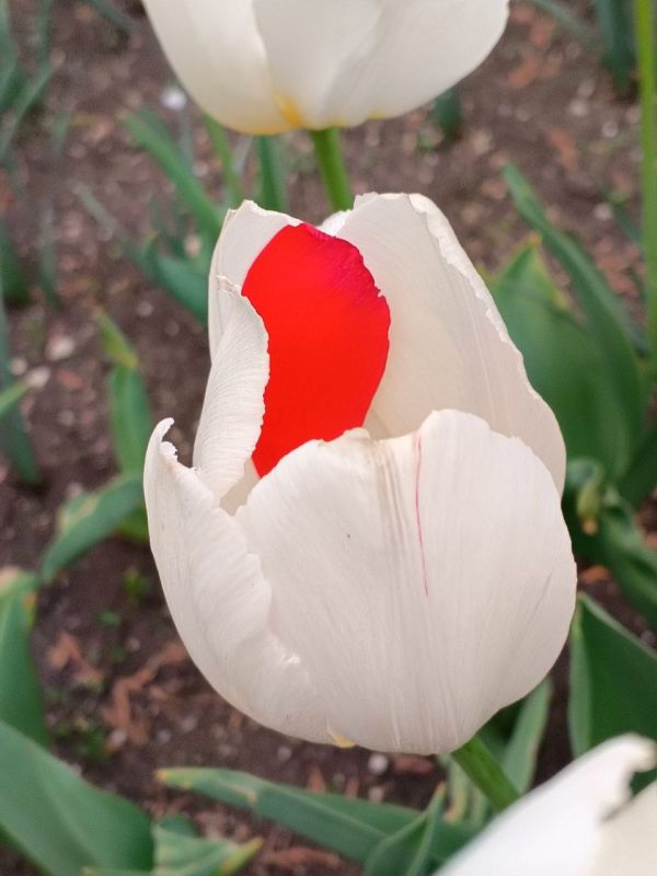 ������� �������� ����. � ����������� ��� �������