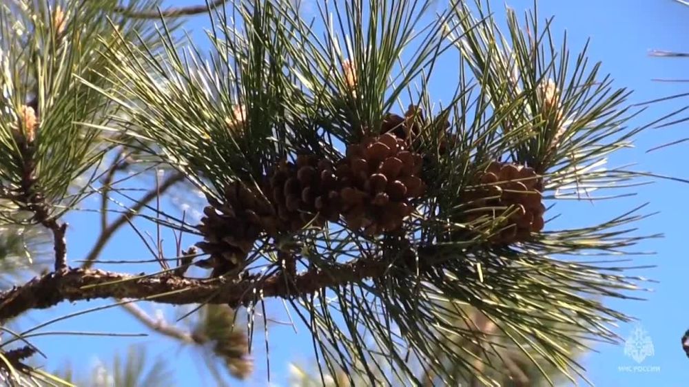 ���������� ���, ���������������� � ������ ������� �������� ����� �� ���������� ������ �������