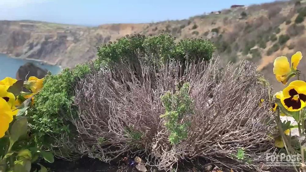 ����������� �����, ����������� � ���� � ���-������, ������� ������� ������� � ��������, �� �� �������� ����������� ����������