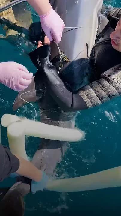 ����� �������� ����������� � �������� �������� � ������� ��������� �������� ��������