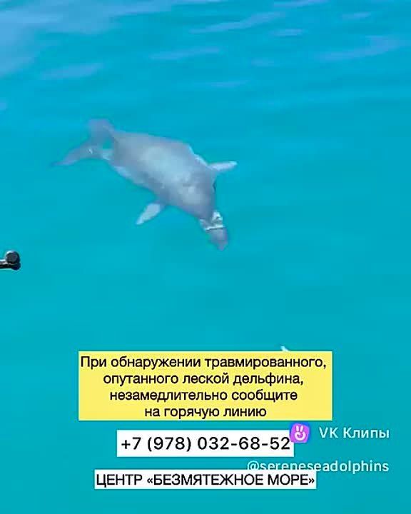 � ��������� ���� �������� ��������