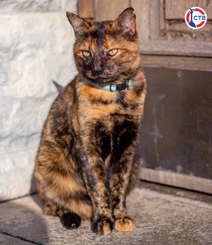 ������������� ����� ��������� ���������� �������� ��������