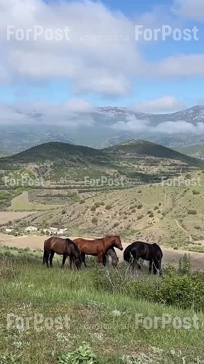 ����� ������� � ���������. #�������_����� ForPost