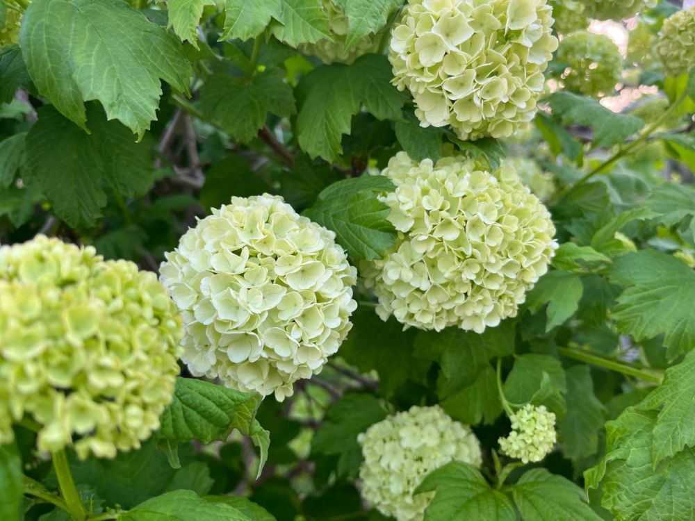 #��� �� ��������?. ����� ����-��������, ����� ������, ���������� � ������ ����� ���������