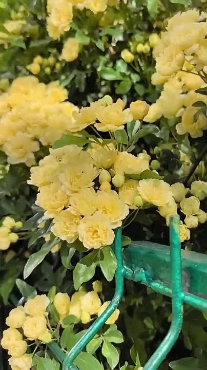 �������� ���� ���� ����� � �����������