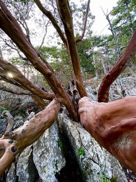 ������ ����� ���������� �� ���������� �������� ������� � 1300-������ ����������� ���