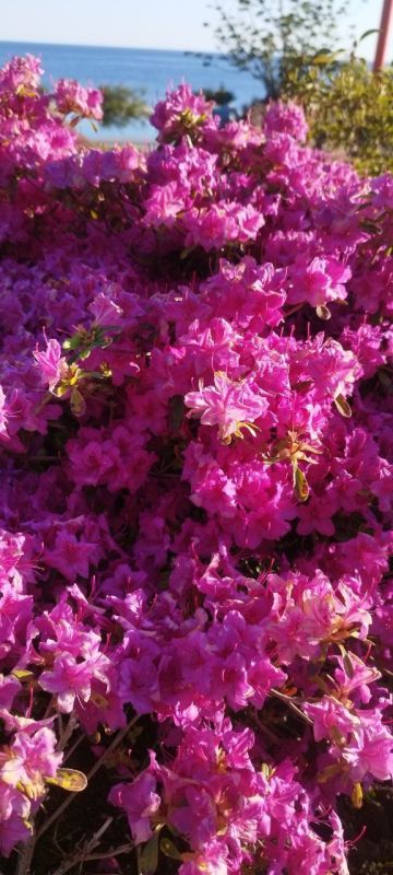 ������ ����, �����������!