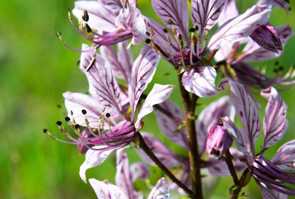 �������������� ������������ �� ������� �������� �� ������������� �������� � ��������� �����������