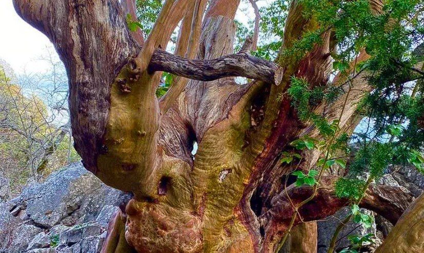 ������ ����� ���������� �� ���������� �������� ������� � 1300-������ ����������� ���