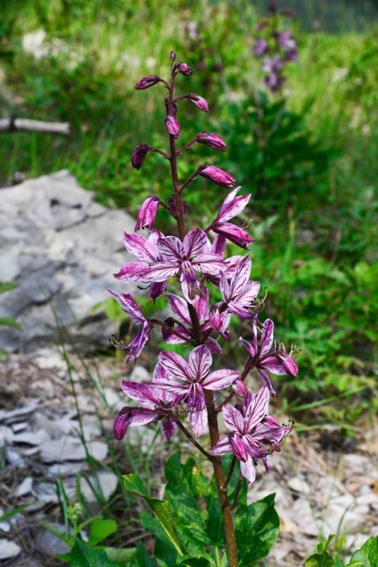 �������������� ������������ �� ������� �������� �� ������������� �������� � ��������� �����������