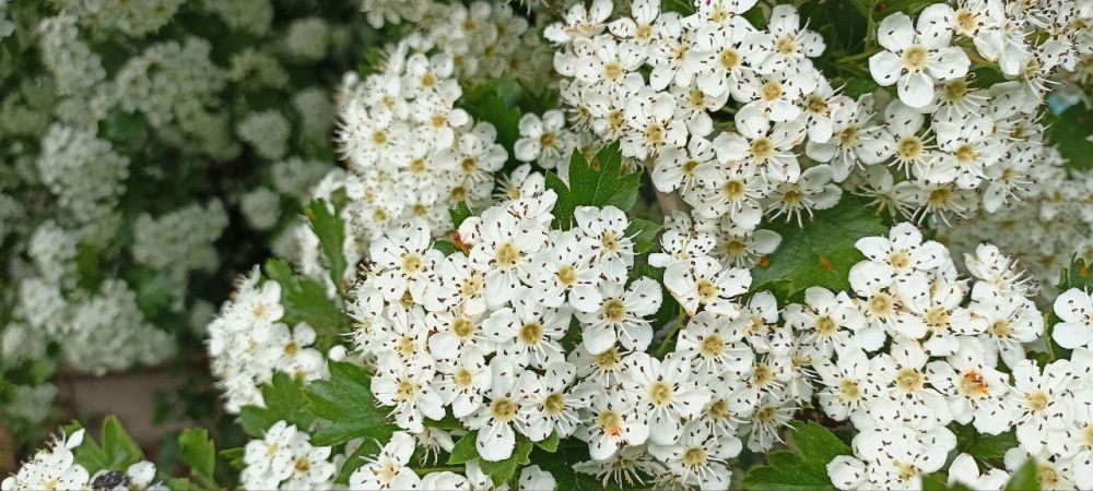 ������ ����, �����������!. ������� ��������� ������� ���������� ����������. ����� �������� 8-10 �/�