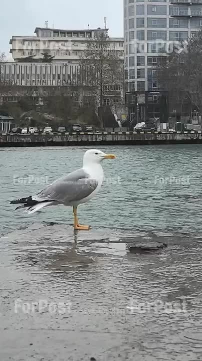           ,     