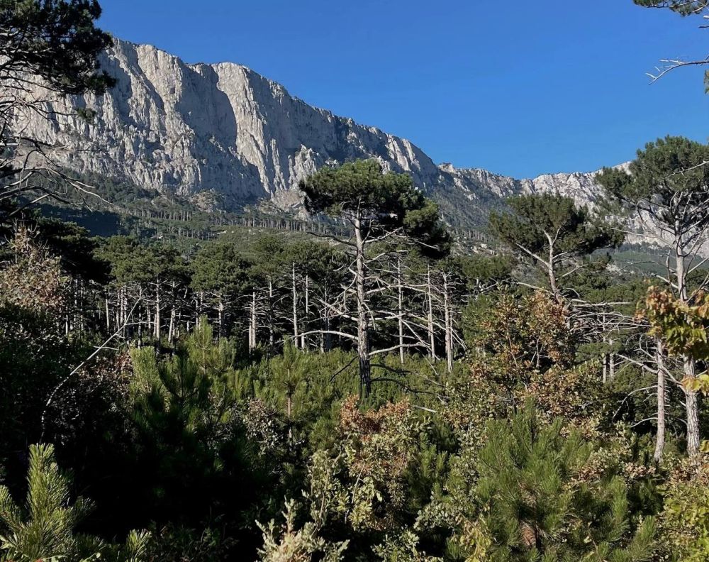 � ����� ����������� ��������� ��������� ������������