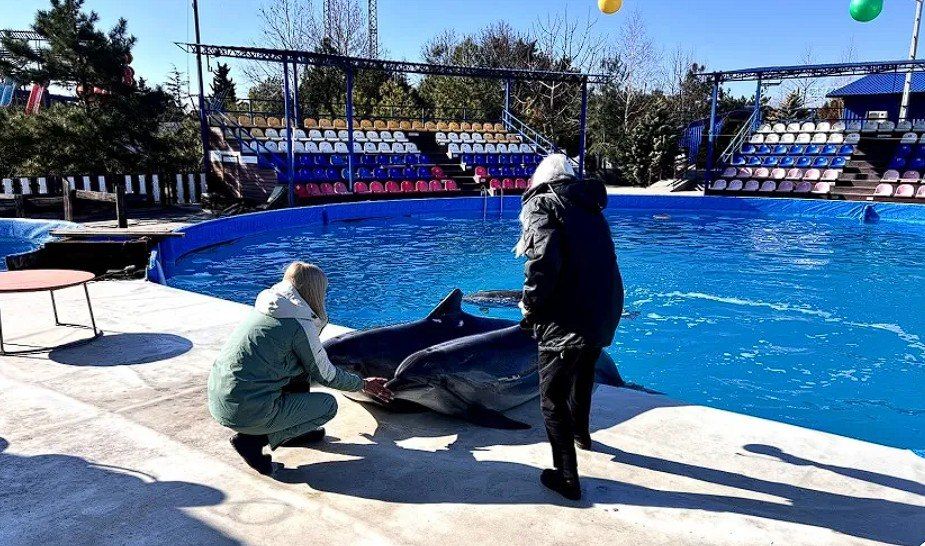 � ��������������� ����������� "������" �������� ����� ��������