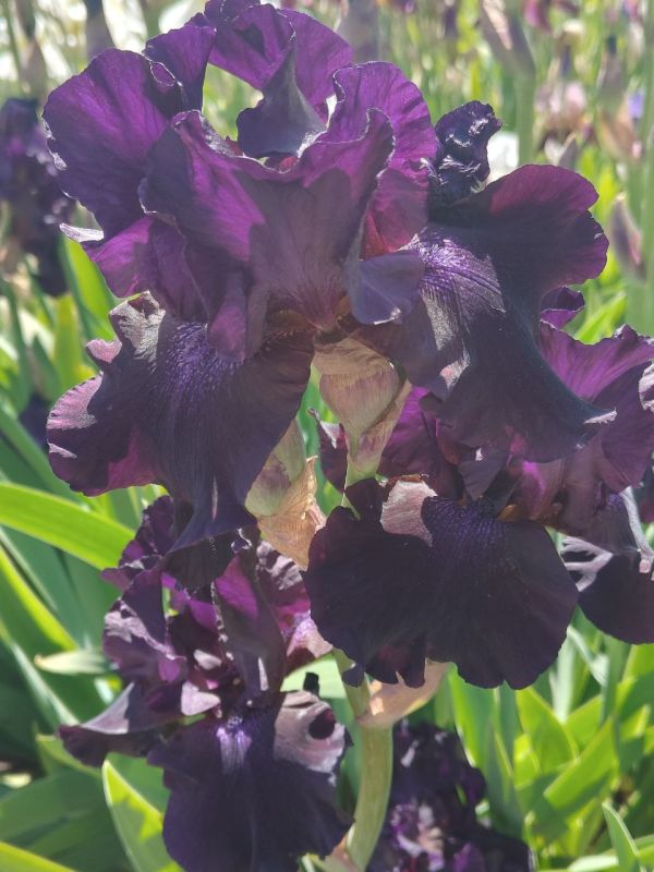 ������� ��������. � ����������� ��� �������