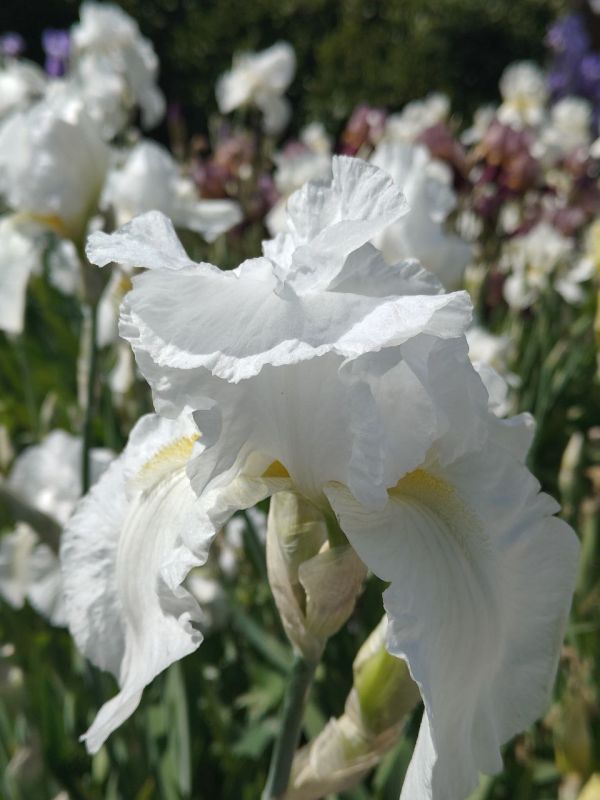 ������� ��������. � ����������� ��� �������