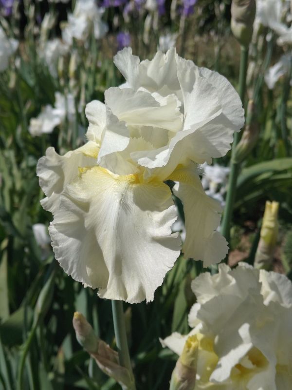 ������� ��������. � ����������� ��� �������